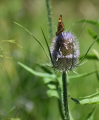 Butterfly on thistle flower