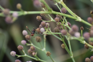 Crazy-looking bee on a flower