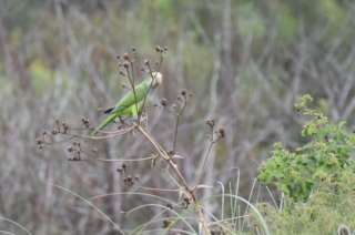 Parrot on a branch