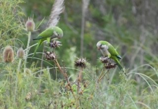 Two parrots