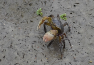 Crab