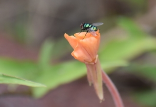 Flower with fly