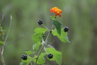 Flower and berries