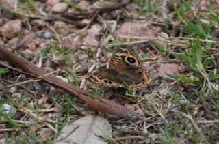 Butterfly testing its camouflage