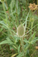 Thistle