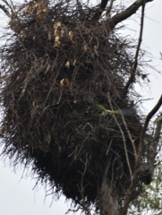 Parrot launching from insane nest