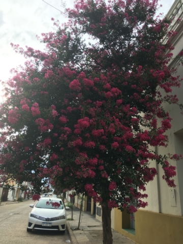 Flowering trees