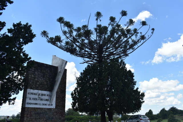 These two trees are so close, they've grown around each other!