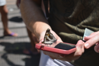 A millenial butterfly texting