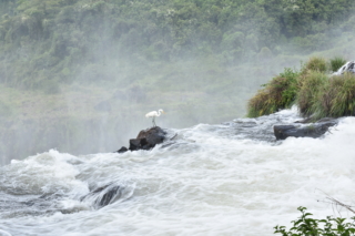 A very brave great egret!