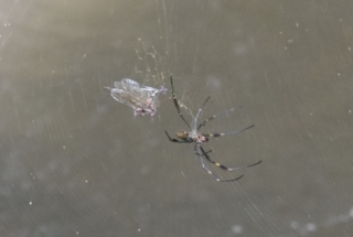 A large spider with its prey