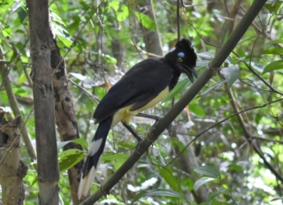 Plush-crested jay