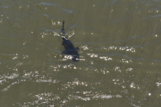 A catfish swimming upstream