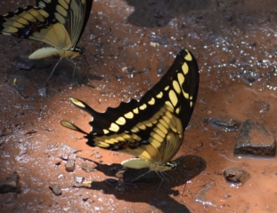 A butterfly watering hole
