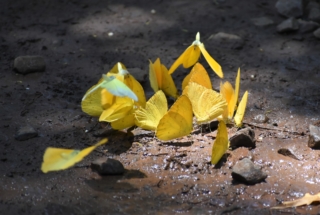 A cluster of butterflies