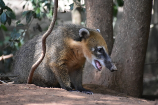 Coati in search of food