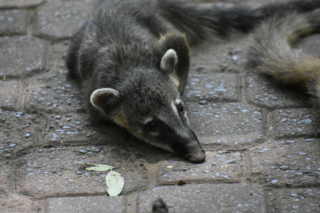 A baby coati resting