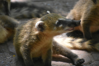 A young coati in a coati pile