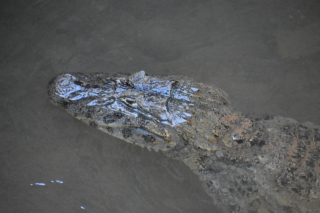 Crocodile