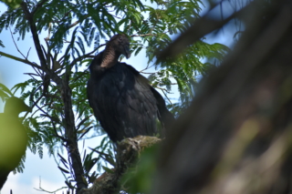 Black vulture in a tree