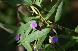 Purple flowers