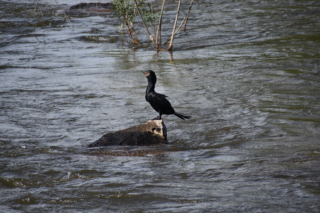 Iguazú waterfowl