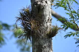 Tufted grasses growing on a tree
