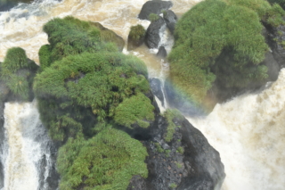 We're not sure how these plants manage to hang on under the deluge of water