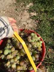 A full bucket of grapes