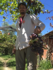 Moscatel grapes from the arbor