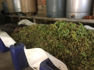 All the grapes harvested on day one