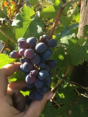 Cabernet grapes