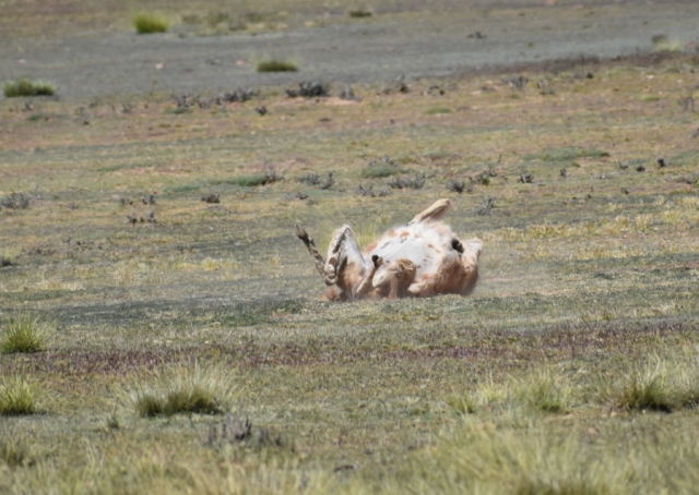 A llama taking a dust bath