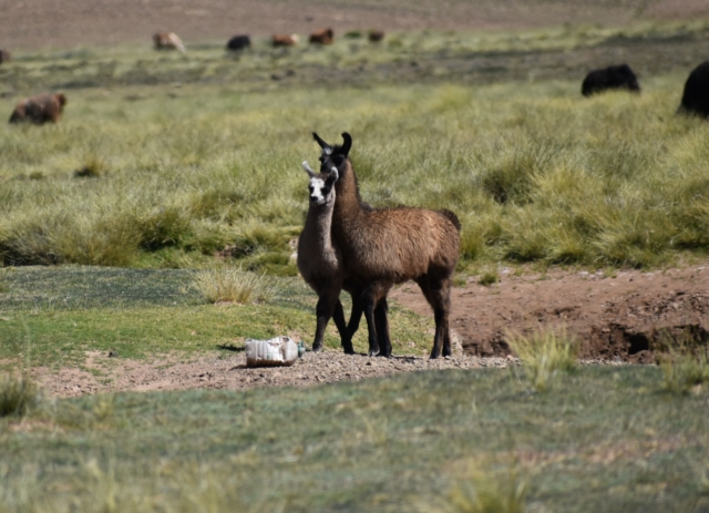 Mom and baby llama snuggling