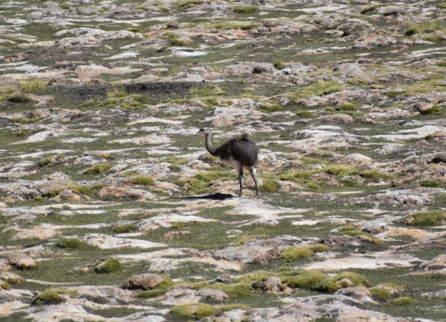 An emu out for a walk