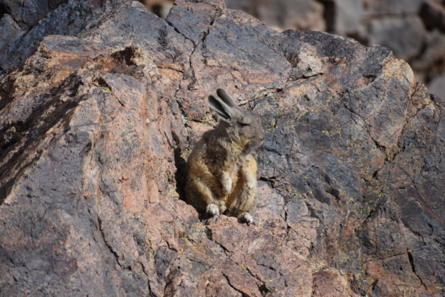 A viscacha taking a nap on this warm rock