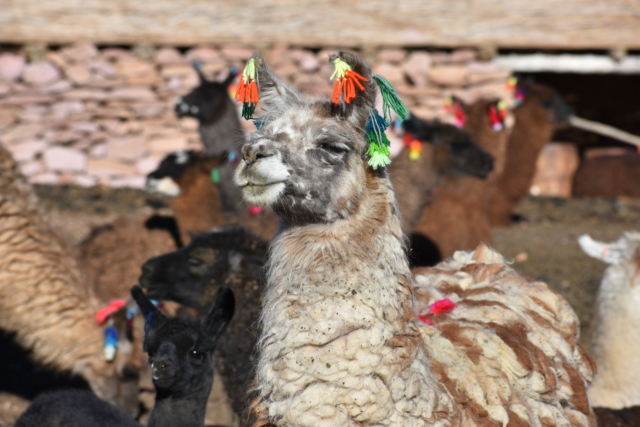 Showy llama