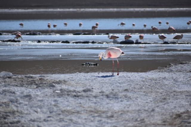 Flamingo standing on kollpa