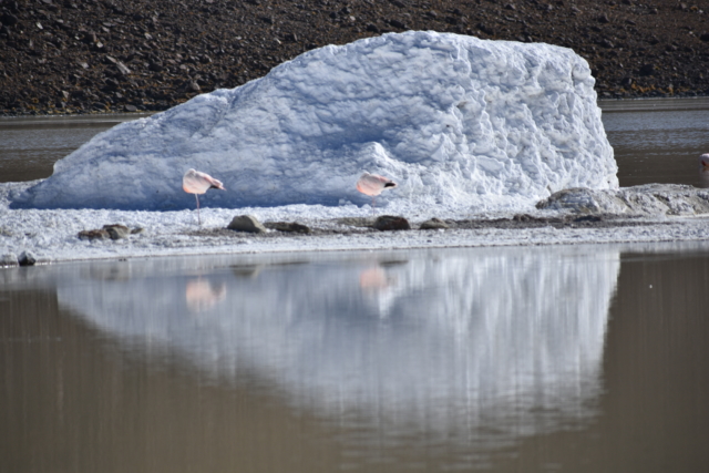 Flamingos in front of an iceberg of natural detergent