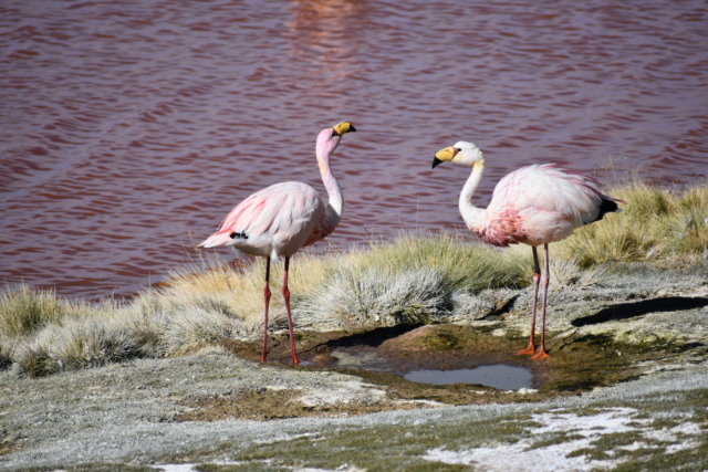 Two flamingos in front of the red lake