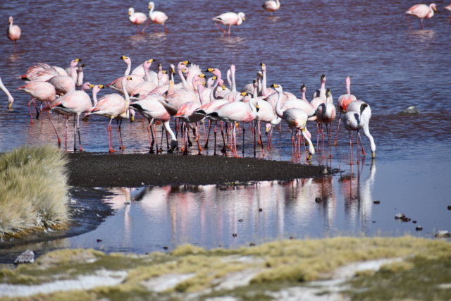 A flamboyance of flamingos