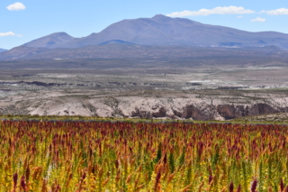 Quinoa and mountains
