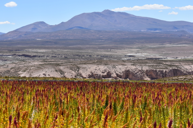 Quinoa and mountains Quinoa and mountains