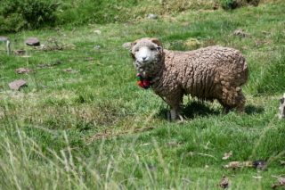 A picturesque sheep with a necklace