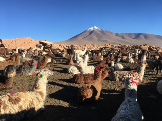 Llama house with a view