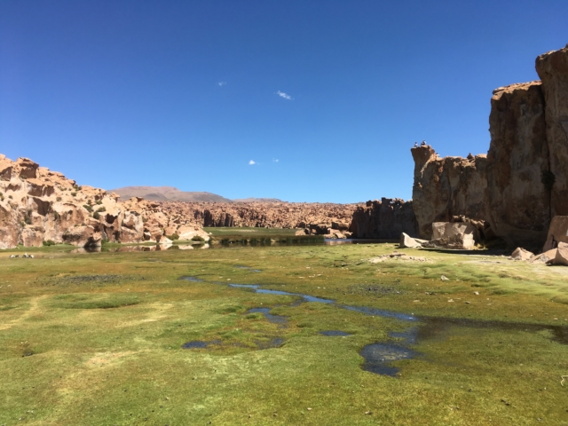 Bofedales (high-altitude wetlands) near Laguna Negra