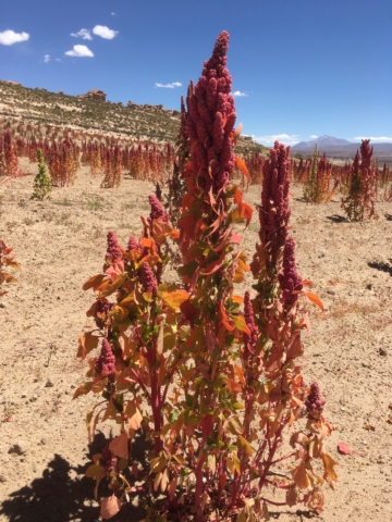 Did you know quinoa looked like this?