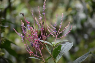 Pretty plants