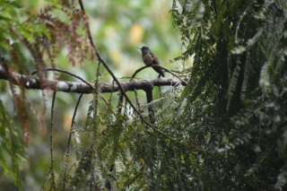 Hummingbird
