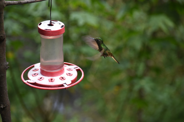 Hummingbird coming for breakfast